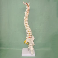 45cm vertebral column human spine anatomical model skeleton anatomical educational toy