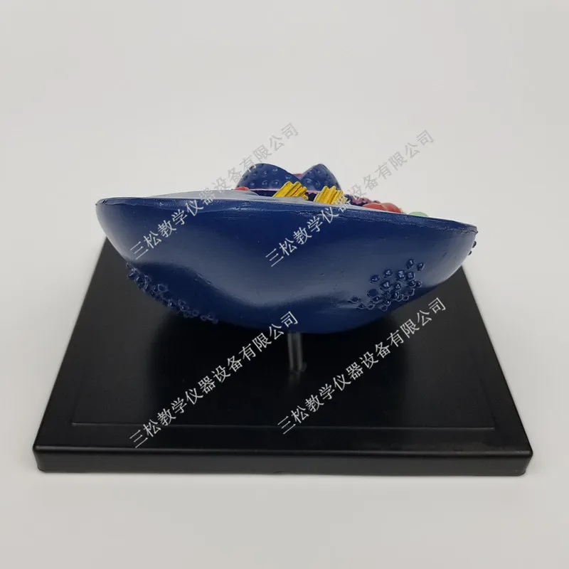 Животная клеточная модель микроструктура анатомическая средняя школа