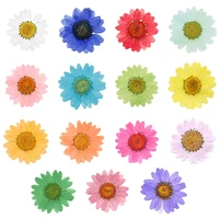 100pcs real natural dried pressed flowers white daisy pressed flower for resin jewelry nail stickers makeup art crafts