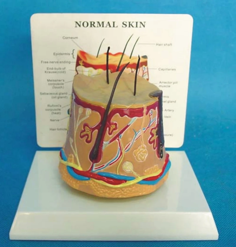 

Hair Growing Process The Anatomy of The Skin Model Human Anatomy Model Human Torso Teaching Medical Models Human Skin Models