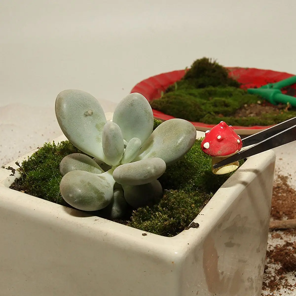 

Roll over image to zoom in 7pcs Succulent Transplanting Miniature Fairy Garden Planting Gardening Hand Tools Set