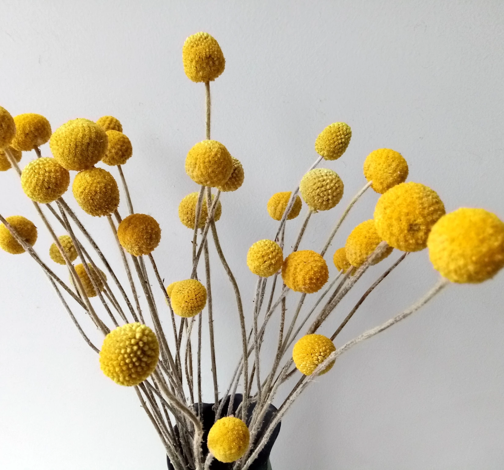

Dried Natural Craspedia Flowers,Billy Button Balls for Home Decor Floral Arrangement