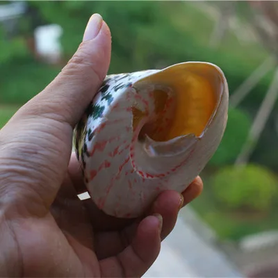

Large Conch Shell, Big Green Tower Snail, Horseshoe Snail, Clock Snail