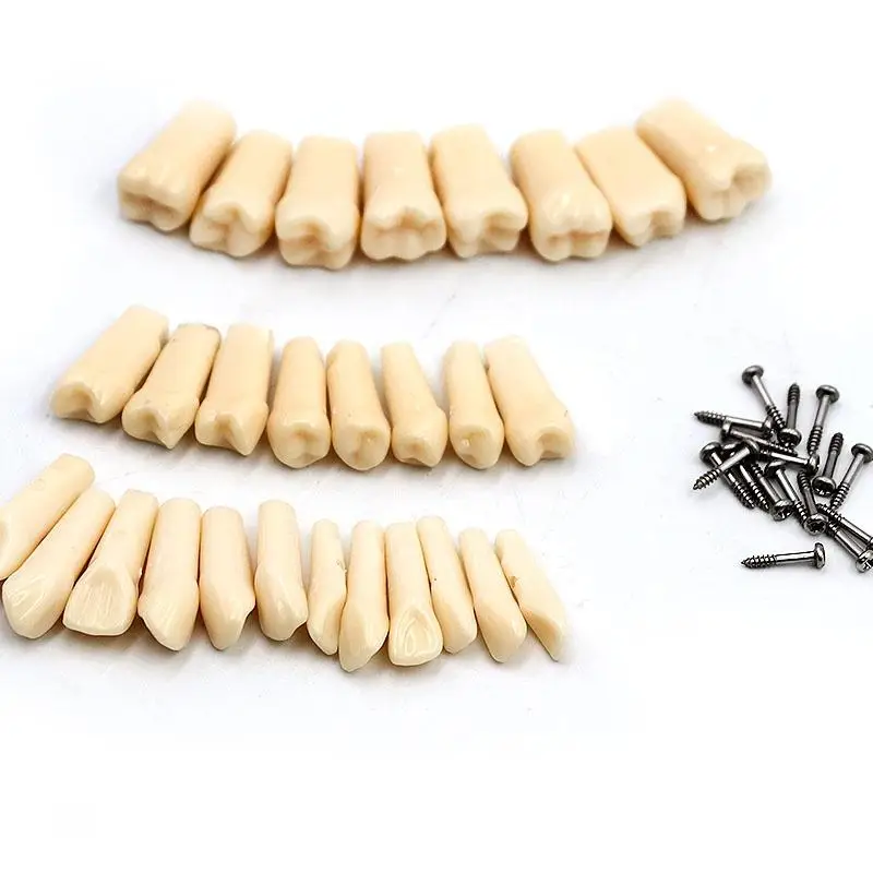 28 шт./компл. зубные постоянные зубы с прямыми корнями для 1:1 модель зубов 200 Тип