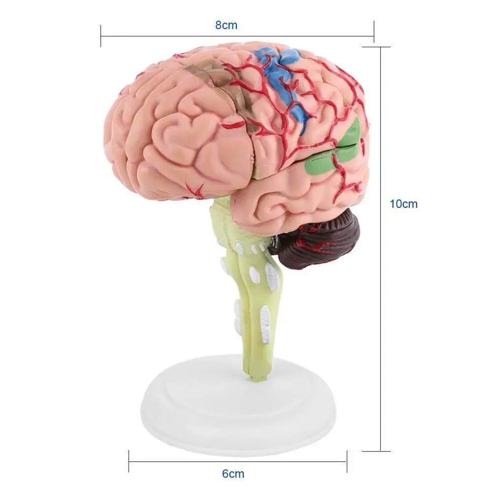 

4D Brain Model Brain Model Structural Anatomy Teaching Learning Tool UY8