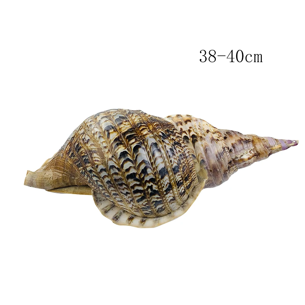 

Natural Trumpet Triton Conch Shell Snail Luck Feng Shui Nautical Home Decor Hermit Crab Shell Wedding Aquarium Decor Candlestick