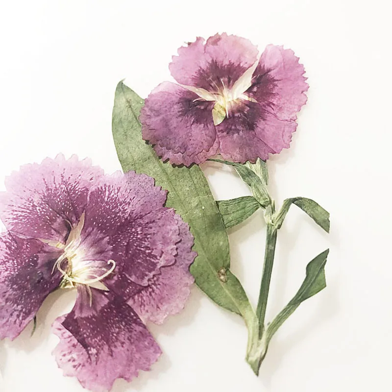 Dianthus On Stalk пресс Цветы DIY материал ручной работы 1 лот/120 шт Бесплатная доставка |
