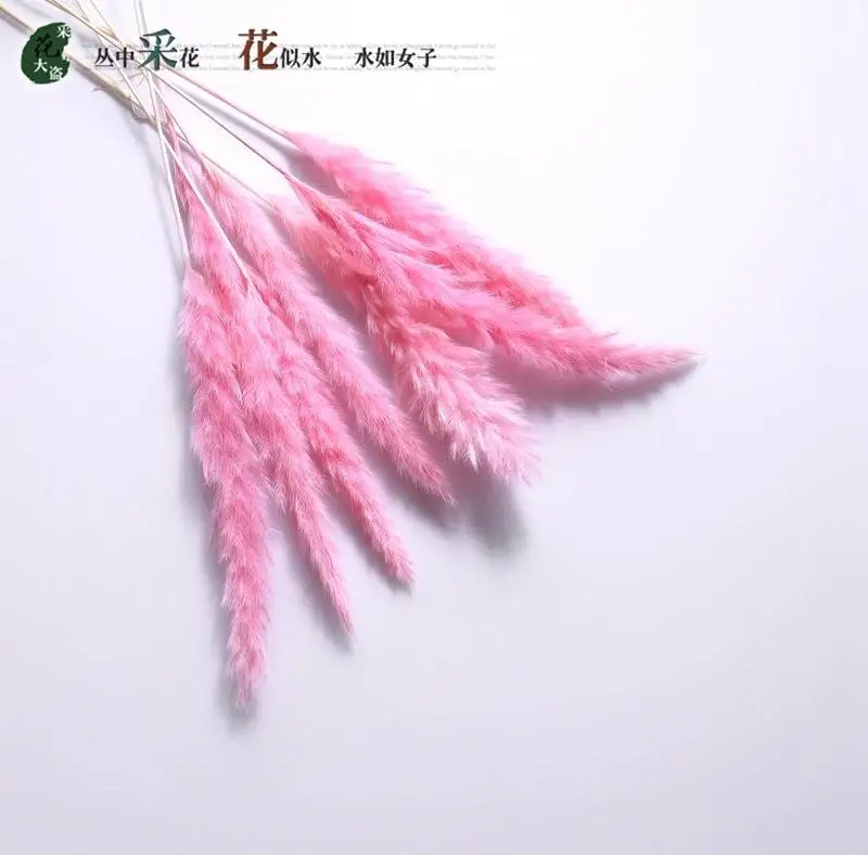 20 шт. Bulrush Натуральные Сушеные маленькие пампасы травяные фрагмиты растения