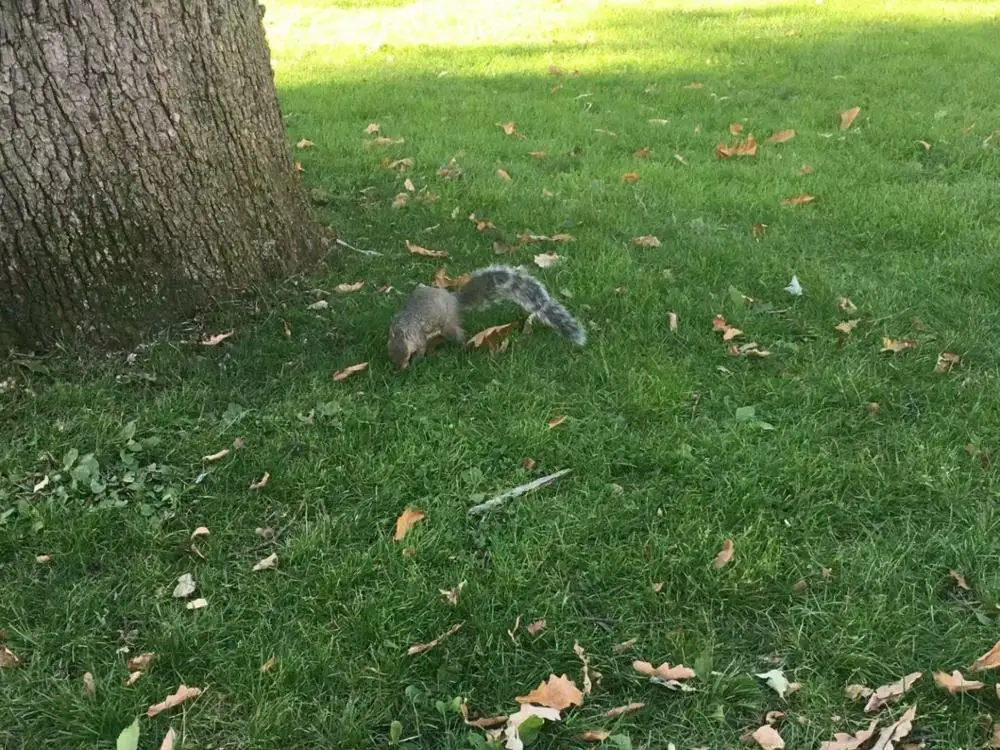 29|Настольные игры| |