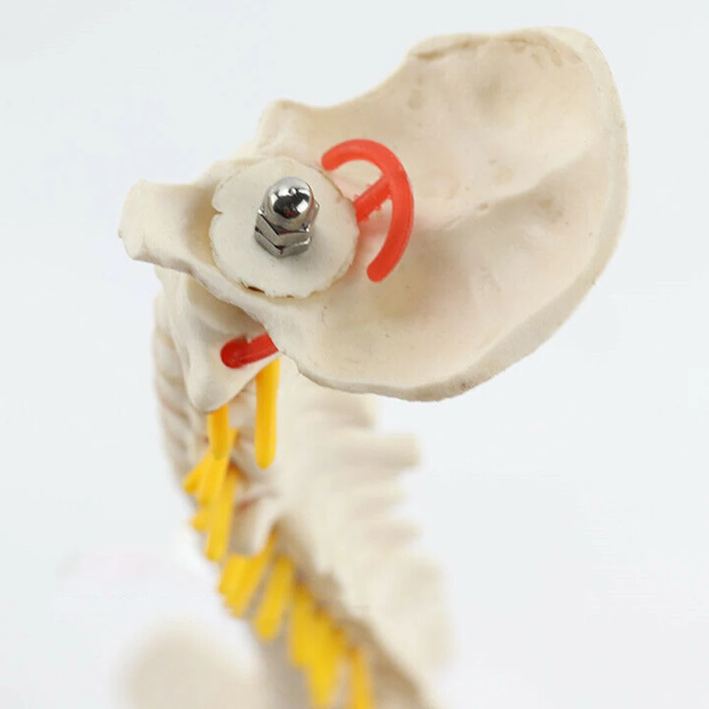 45 см анатомическая модель позвоночника гибкая анатомии обучающий инструмент DQ