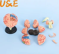 4d anatomical human brain model anatomy medical teaching tool toy statues sculptures medical school use 7 2610cm