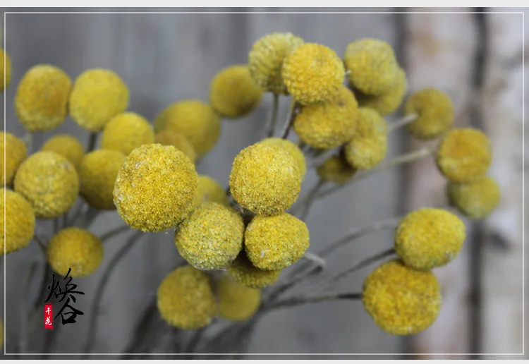 

Nordic style Golden ball dried flowers and dried fruits small dried fruits with cotton For Home Party Office Decorative Pressed