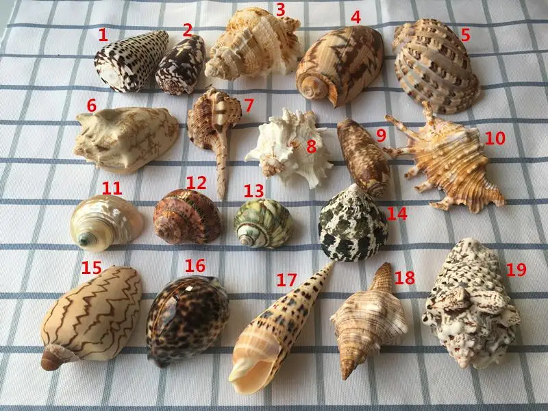 

20 шт., ракушки для морской раковины