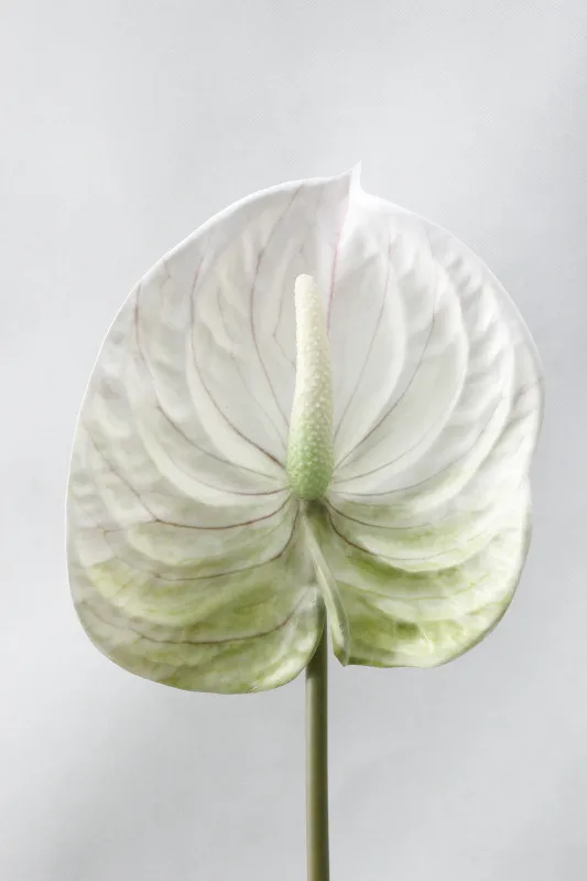 White 3D Printing Anthurium branch Artificial flowers for Home wedding table decoration Plastic fake plants fleur artificielle - Цвет: White