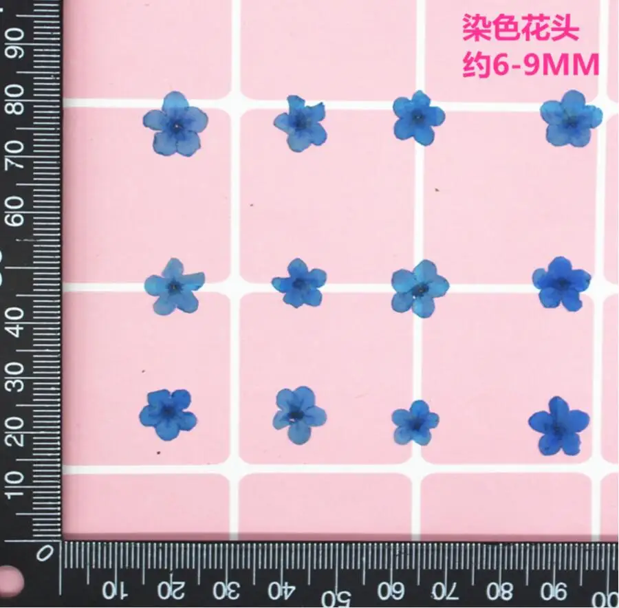 

100pcs Pressed Dried Dyed Blue Myosotis Sylvatica Forgetmenot Flower Plant Herbarium For Jewelry Phone Case Frame Making DIY