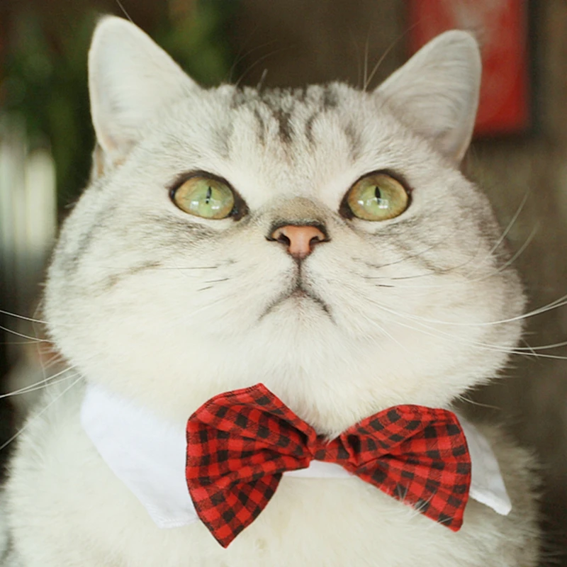 [Галстук бабочка в виде кошки MPK] искусственное ошейник различных стилях для
