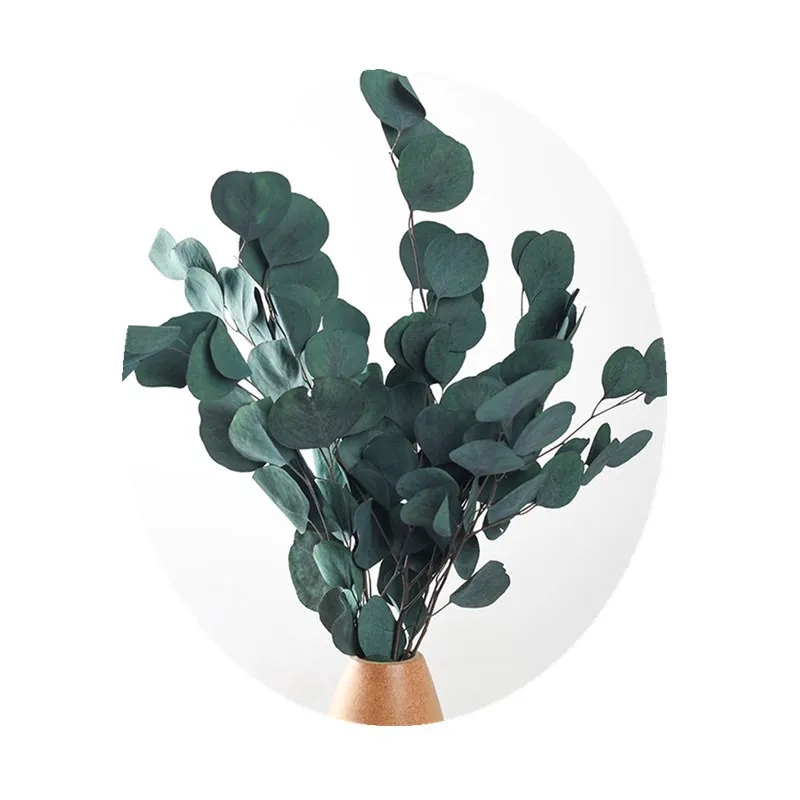 25/50 г натуральный сохраненный эвкалипт вечный дисплей сухой цветок яблоко