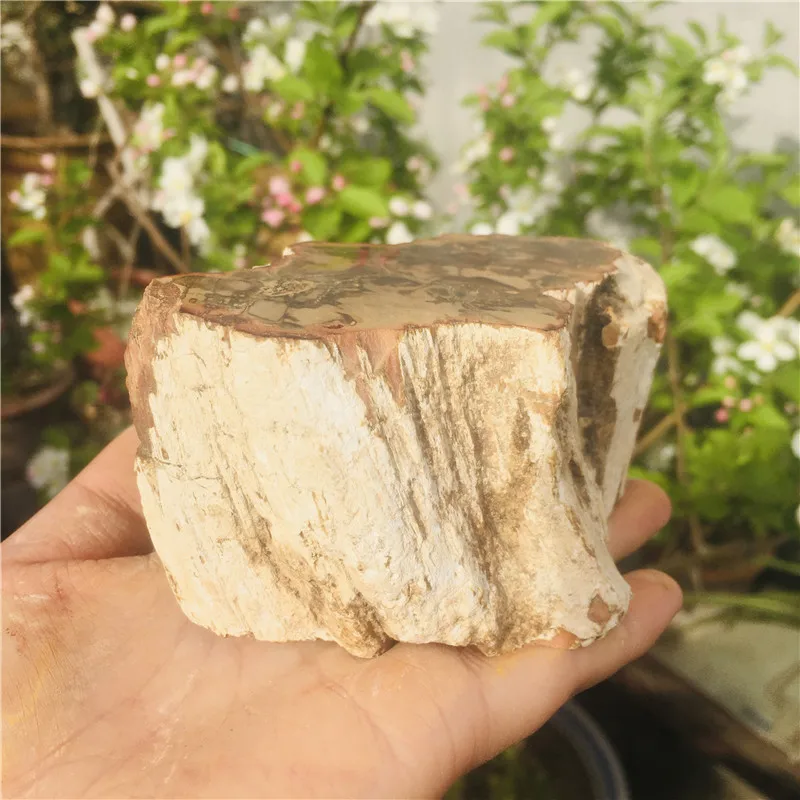 Натуральное хризолированное дерево ископаемый оригинальный камень