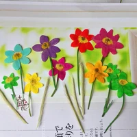 60pcs pressed dried flowers with stalks flower plant herbarium for jewelry postcard invitation card diy making accessories