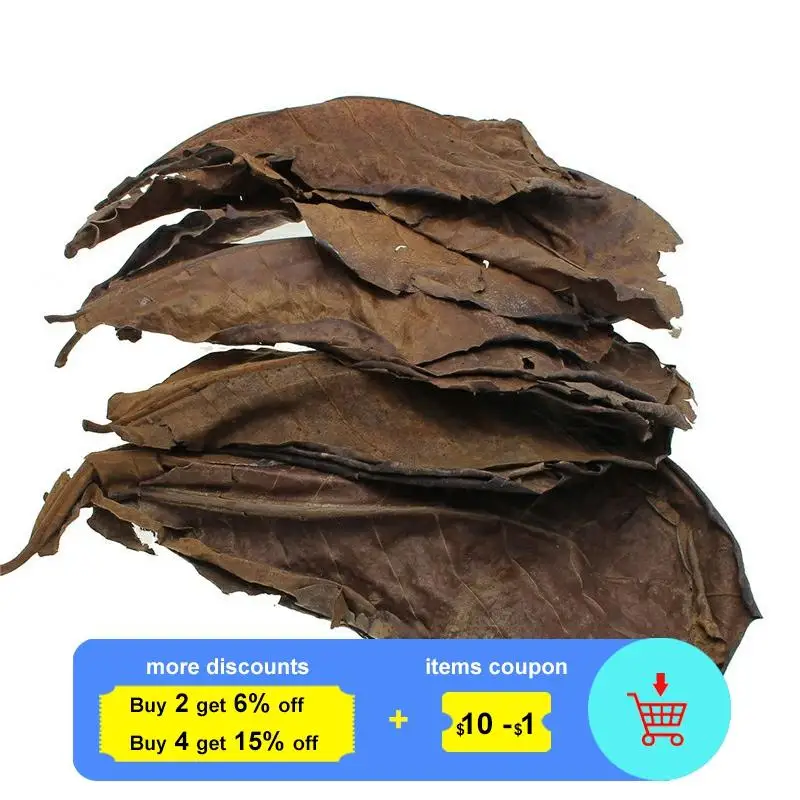 

10pcs high quality Natural Terminalia Catappa Leaves,Indian almond Lour tree Olive leaf for aquarium water to balance PH Acidity