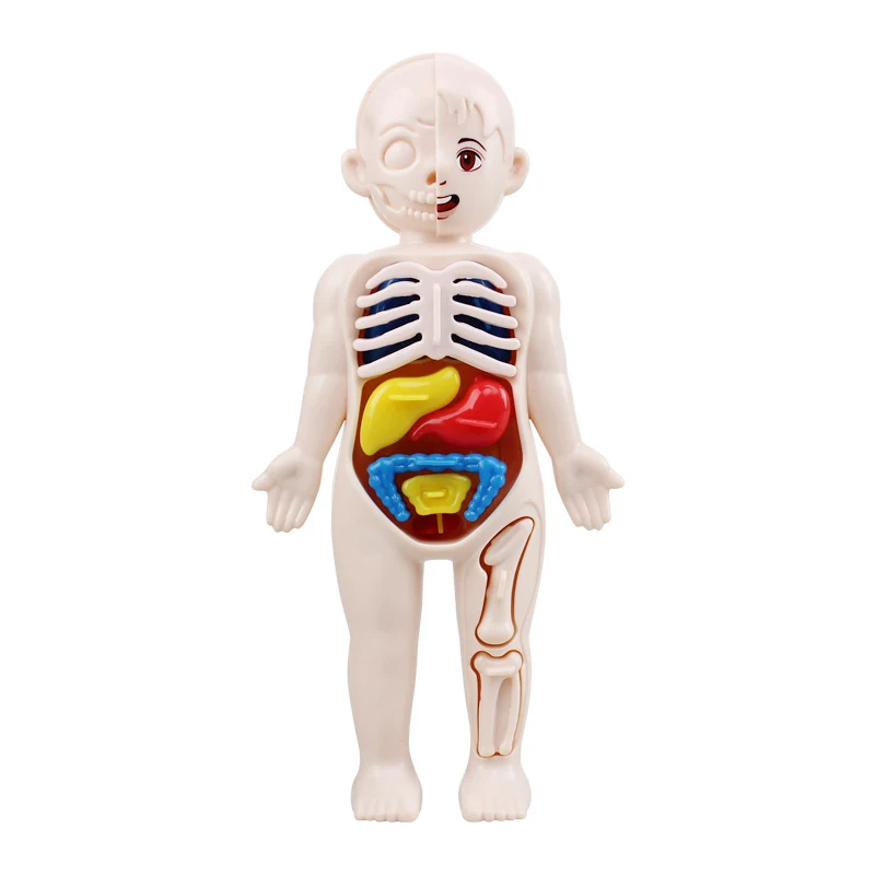 3D Human Body Torso Model Educational Learning DIY Assemble Puzzle Toy Children Kids Montessori Body Organ Medical Teaching Tool images - 6