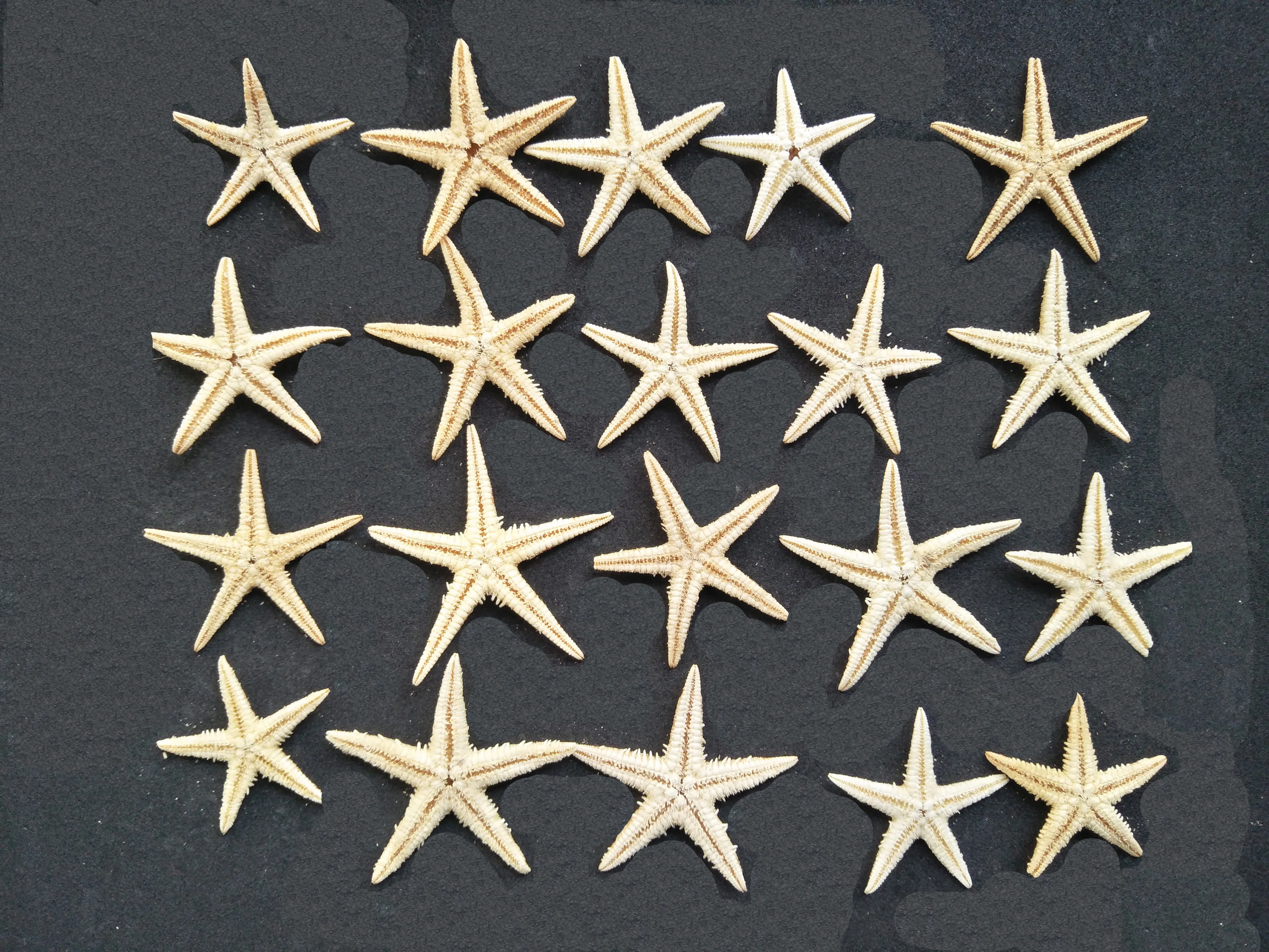 100 шт. естественная морская Морская звезда DIY украшение для дома свадьбы (1 ~ 3
