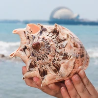 large 22 25cm natural scenic conch landscape snail seashells specimens wedding coastal luck mascot feng shui home aquarium decor