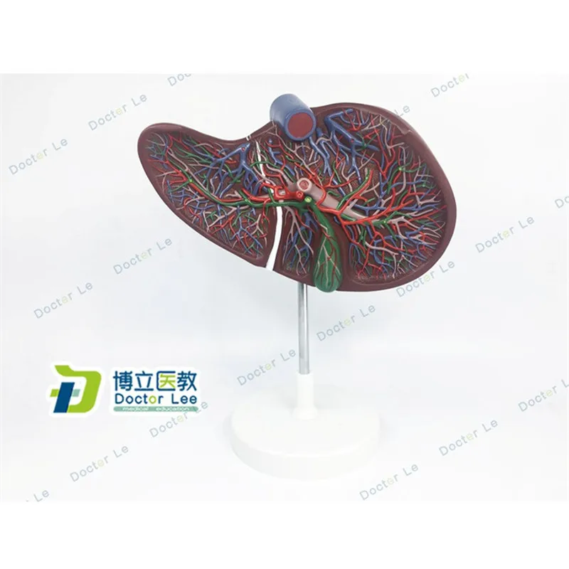 

Human Digestive System Anatomy Model Liver Model with Blood Vessels for Medical Supplies and Equipment
