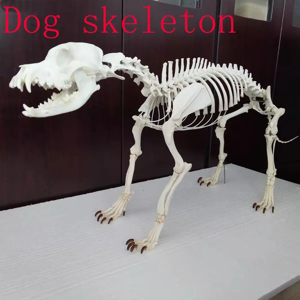 Adornos completos de espec&iacute;menes de esqueleto de animal, coleccionables, 1 ud.-1