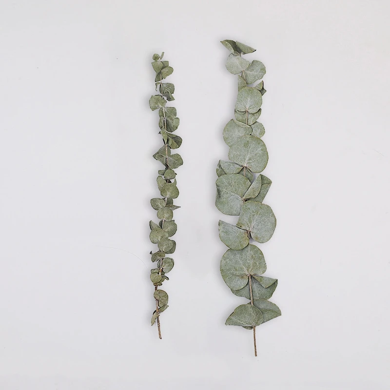 

10pcs Real Natural Preserved Dried Eucalyptus Leaves FLower Bouquet Photograph Home Desktop Office Garden Wedding Decoration