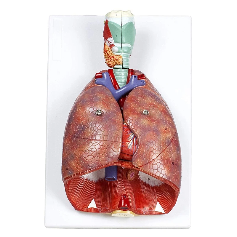 Анатомическая Анатомия человека дыхательная система медицинская модель горла