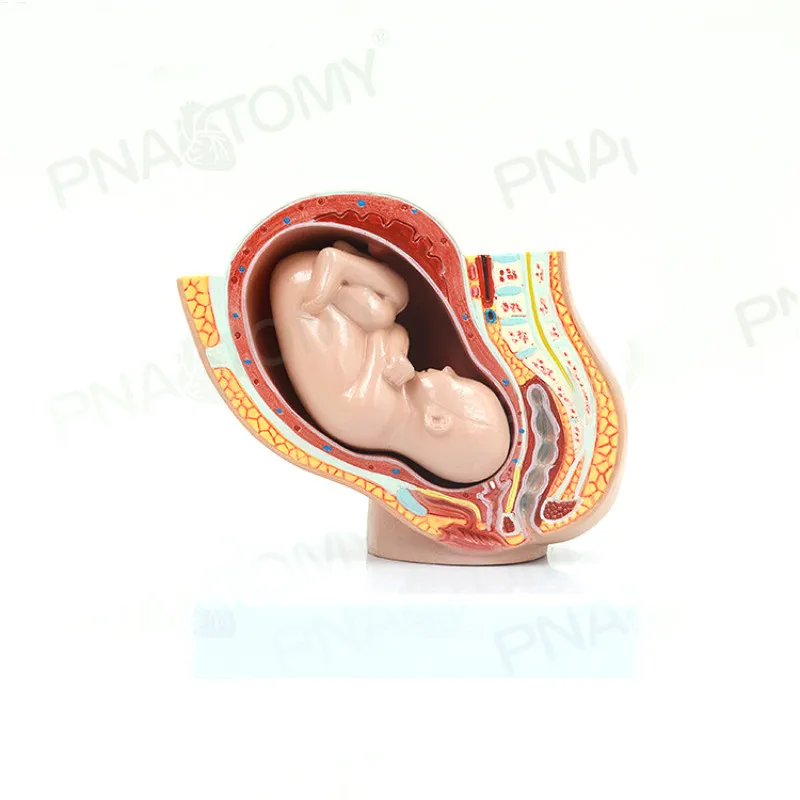 Небольшая женская Тазовая беременность развитие эмбрионов анатомическая модель