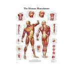 Анатомический плакат с распределением мышц человека. Костюм для обучения