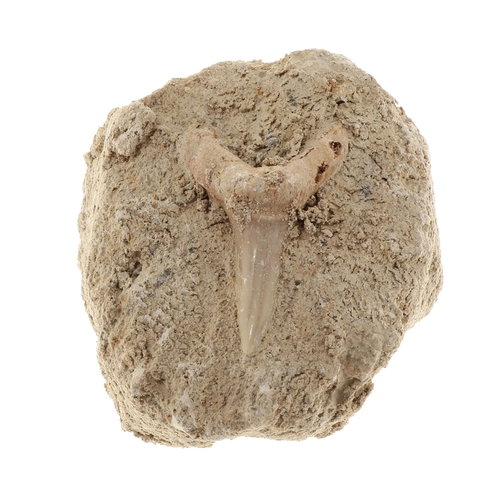 Коллекция минералов Rock образец Зубов Акулы развивающая научная игрушка | Игрушки