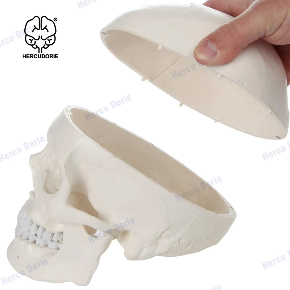 

Scientific Human Adult Skull Anatomical Model, Medical Quality, Life Size (9" Height) - 3 Part - Removable Cap - Shows Mos