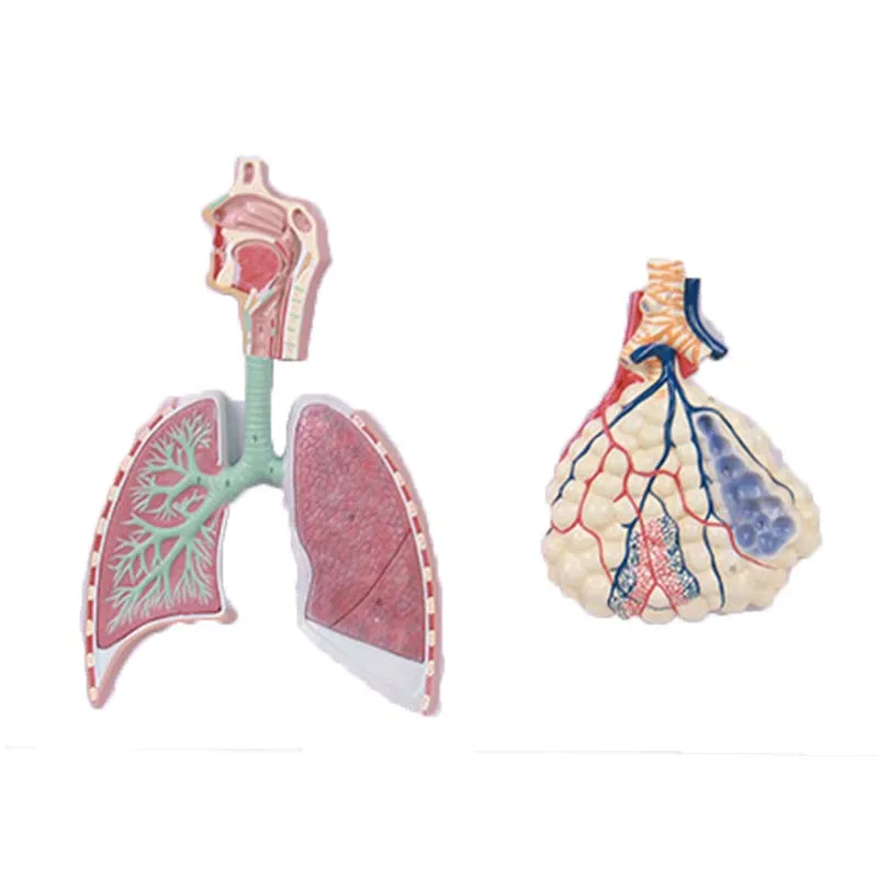

Relief Model of Human Respiratory System Alveolar Lung Lobe Bronchus Mouth, Nose and Throat Respiratory Teaching Model