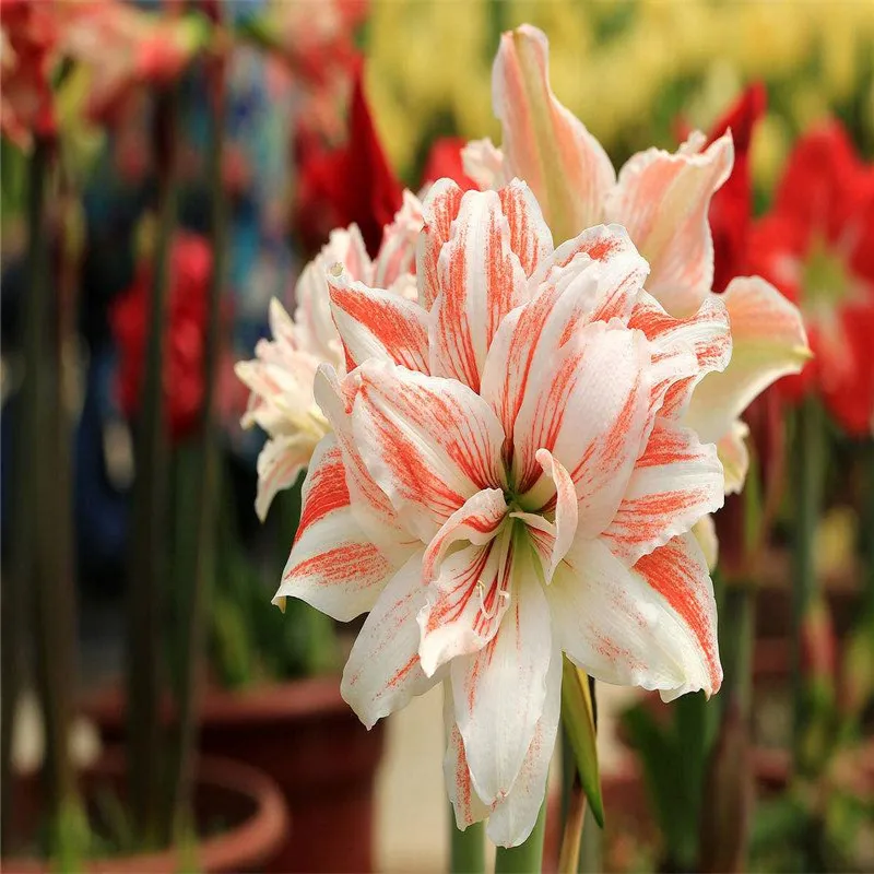 Amaryllis 100 шт| |