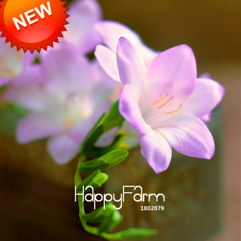 Бонсай Freesias великолепный сад красочные ароматные Цветочные растения Орхидея Флорес идеальные Цветочные Планты 100 Плант/упаковка