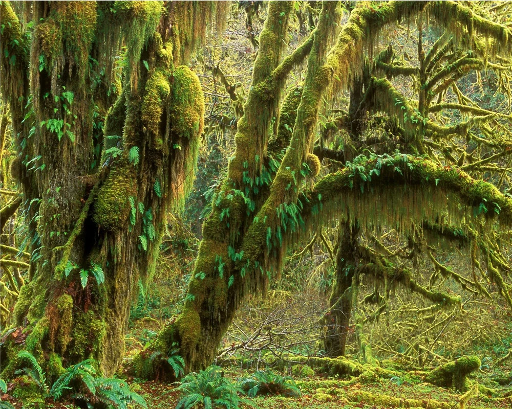 

Photo Wallpaper 3d Wallpaper For Kitchen Beautiful Virgin Forest Romantic Landscape Decorative 3d Mural Wallpaper