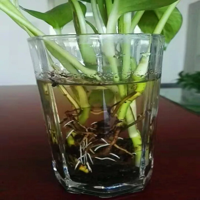 10 Gram Water Soluble Plant Hormone Naa Sodium Salt 98 Naa-NA | Дом и сад