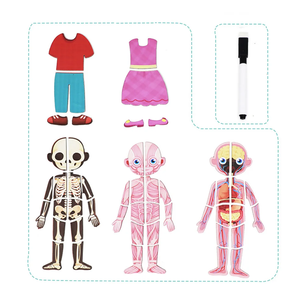 Магнитная 3D головоломка для человеческого тела конструкция игрушка Когнитивная