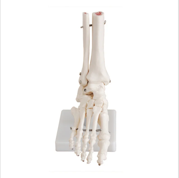 1:1 гибкая модель человеческой стопы костяная подошва суставы лодыжки тибии и