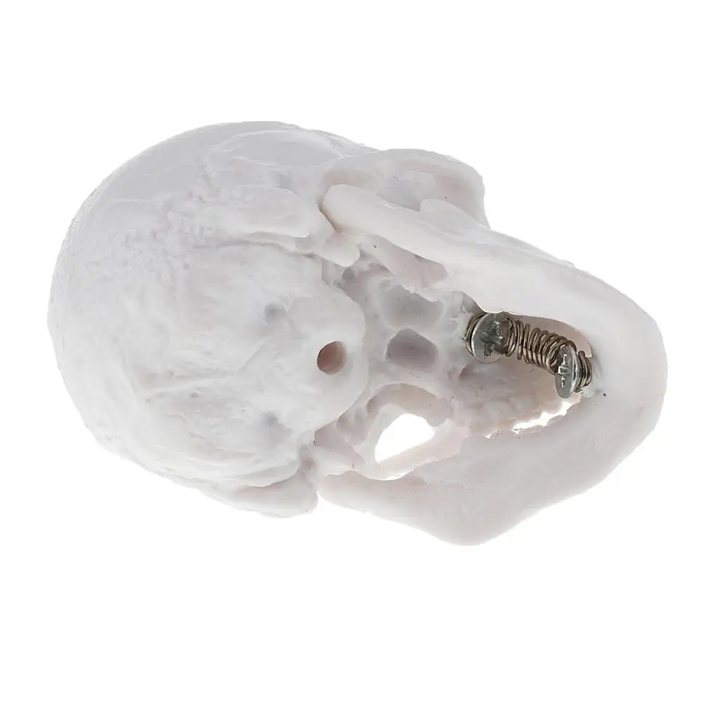 Детали для обучения медицинской анатомии|painting model|human anatomicalskull human |