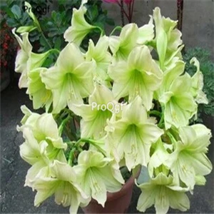 10 Ngryise 3 шт. набор Amaryllis лампочки True Hippeastrum rutilum - Цвет: 10