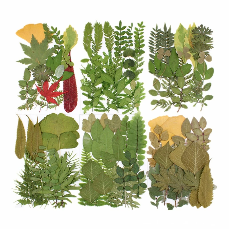 

Pressed Real Leaf Dried Plant Assortment Herbarium Sheet for DIY Resin Craft Art Jewelry Decoration Supplies