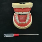 Стоматологическая ортодонтика, модель зубцов из смолы, 32 модели, Стоматолог зубы, ротовая лаборатория, Студенческая Модель, обучающий стоматологический блок, продукция