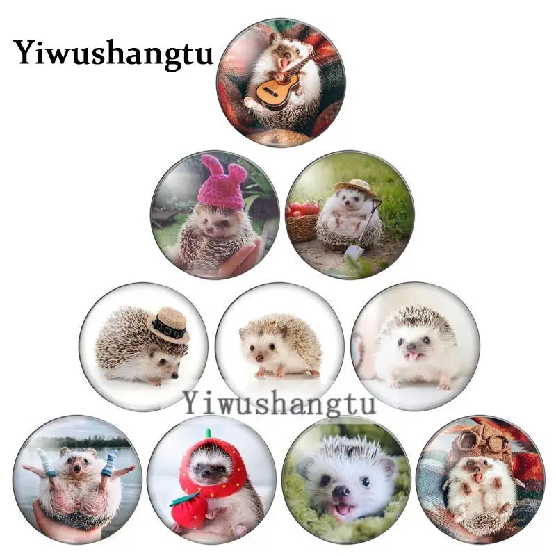 

Cute Hedgehog Pets animals 8mm/10mm/12mm/18mm/20mm/25mm Round photo glass cabochon demo flat back Making findings ZB0543