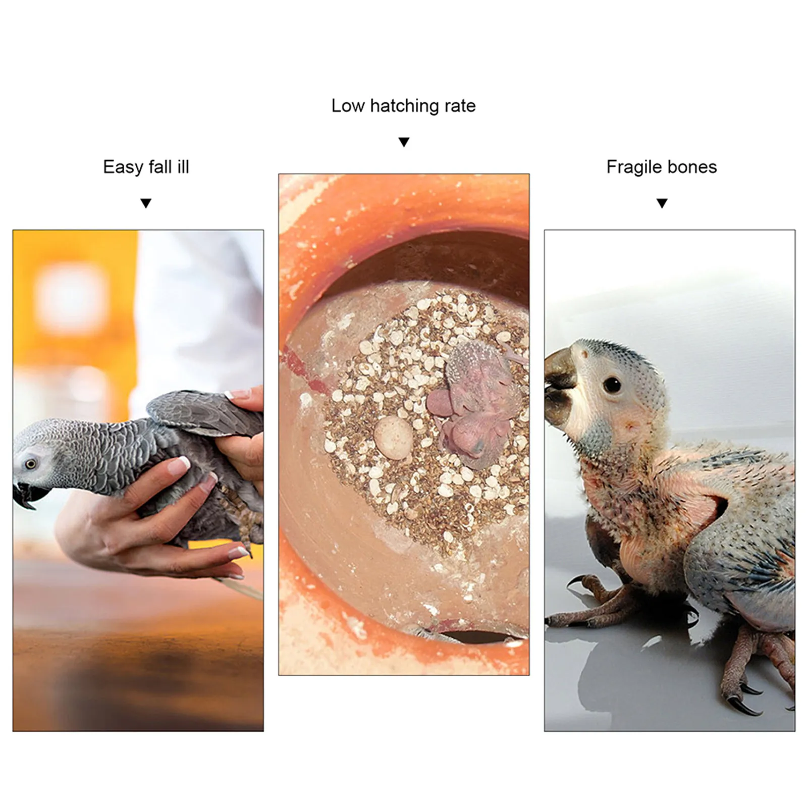 10 Соединенных костей для натуральной морской рыбы жевательная птица пищевая