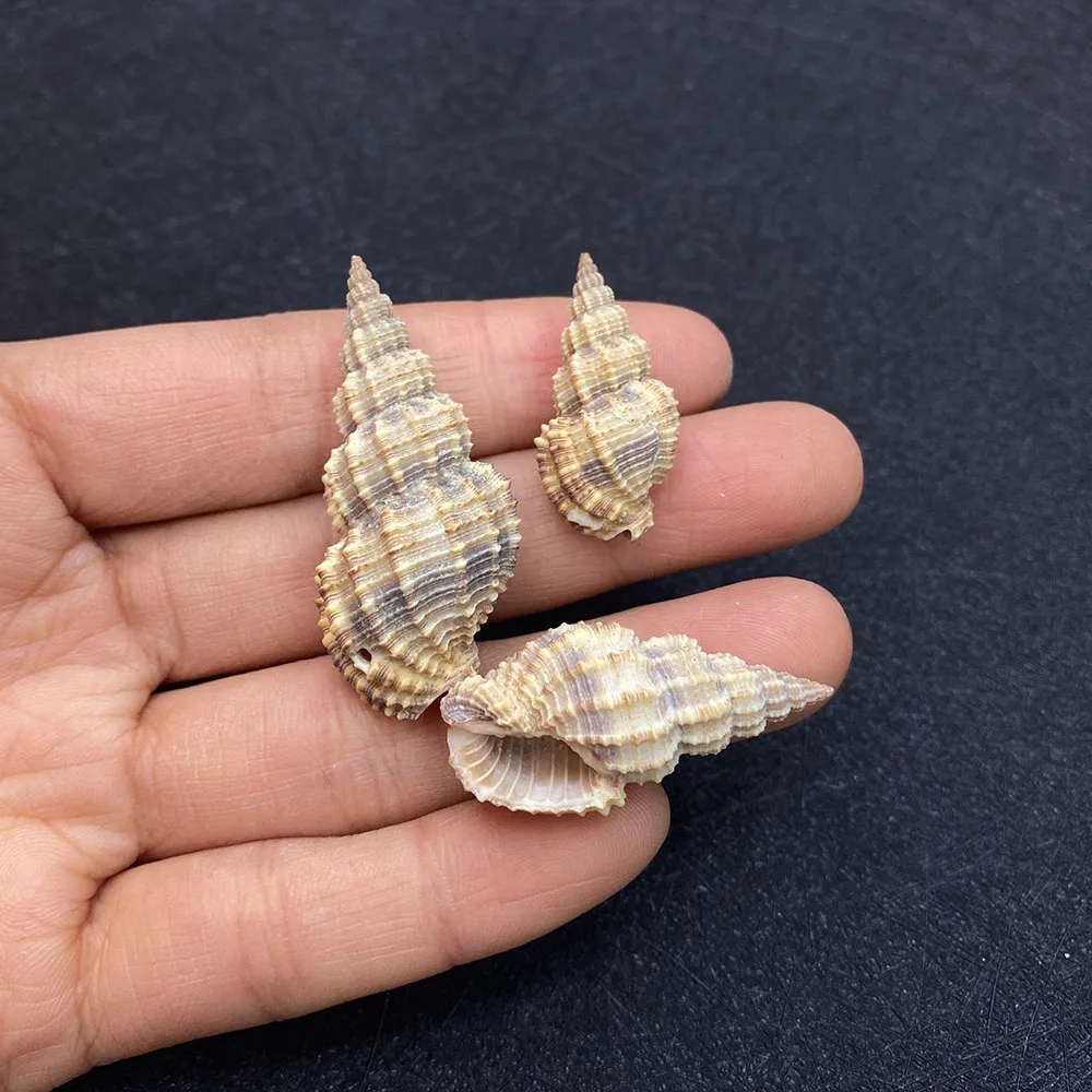 

10 шт., натуральная основа и кулон ракушка пляж украшения в виде ракушки аксессуары для дома, музыкальная подвеска для DIY ручной работы