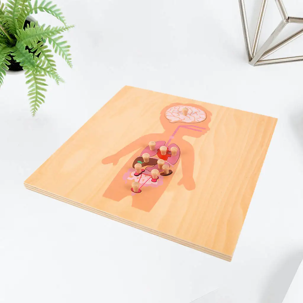 

Wooden Human Body Puzzle Montessori Teaching Aids Anatomy Set Toddler Puzzles Gift for Boy and Girl Boys and Girls Children